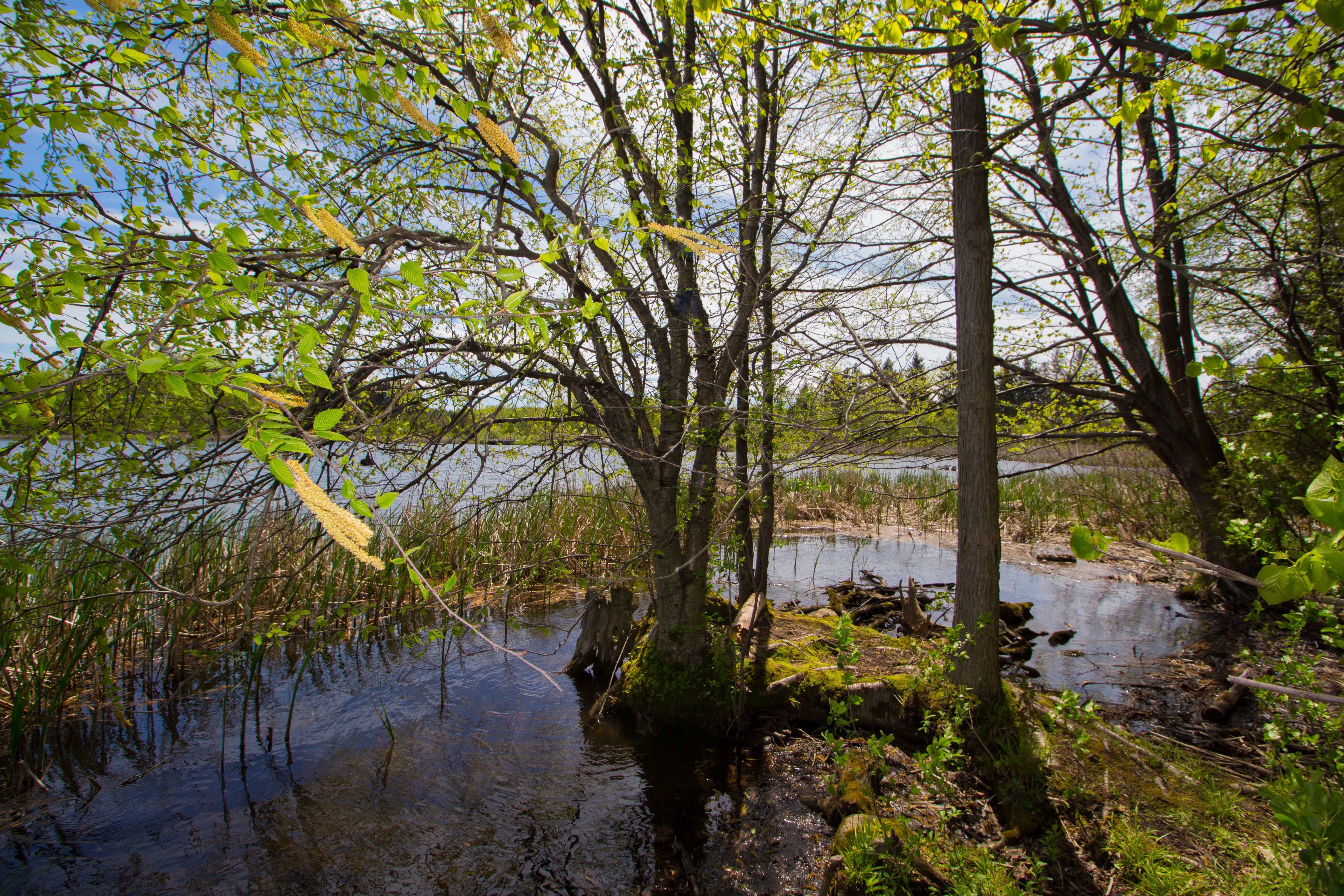 Laurel Creek